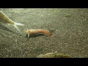 Feeding the Monster!!!