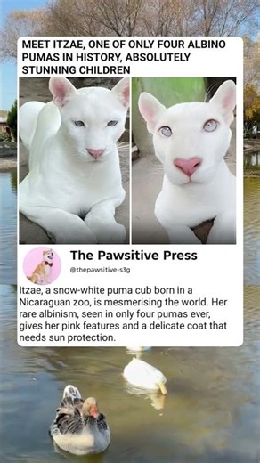 1 in a Billion: The Rarest Cougar on Earth!