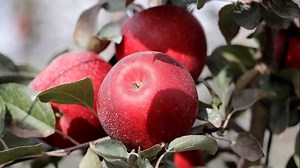 Move over, Honeycrisp: New Washington apple to debut at grocery stores