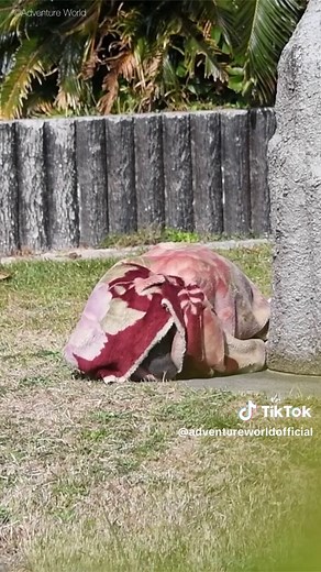 アドベンチャーワールド公式 (@adventureworldofficial) - 春休みの関西旅行でアドベンチャーワールドを楽しもう
