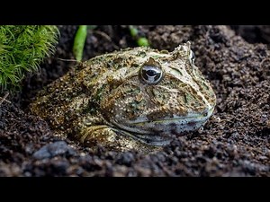 Schmuckhornfrosch Ceratophrys cranwelli (pacman frog) erbeutet Heuschrecke