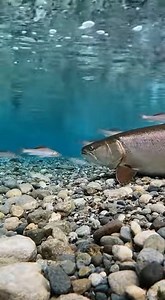 29K views · 166 reactions | Cold snowmelt flows through braided river channels. Fish use gravel ridges and fast currents to navigate the stream. A powerful freshwater system driven by seasonal melt. | 홱횘횔횔횞횔 | Facebook