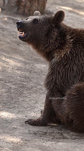 63K views · 1.4K reactions | Mother bear scratching #bear #scratch #mother #beautiful #nature #wildlife HA26814 | HAWI Studios | Facebook