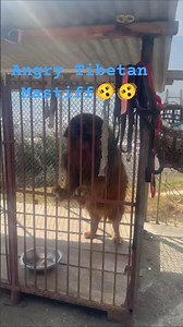 Angry Tibetan Mastiff
