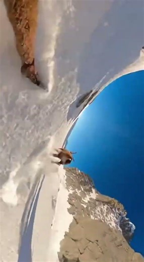 Mountain Goat's Death-Defying Leap Across a Frozen Canyon #wildlife #extreme #goat