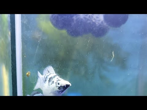 Prince Mix Vlog is live