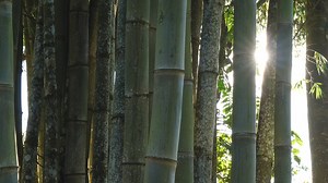 Did you have a swing on the Bamboo Arch back in March? Were you wowed...