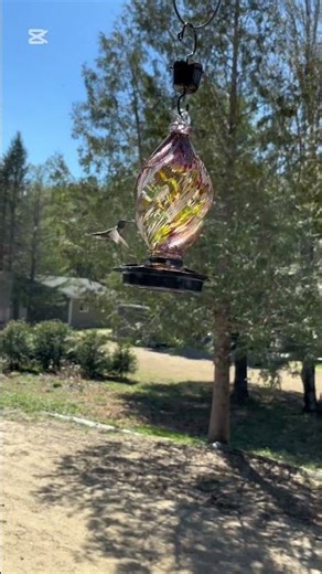 Slow Motion Hummingbird at Window | Tiny Bird Wings in Action