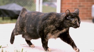 Cat Walking On Patio In Backyard Slow Motion Stock Footage SBV-338714321 - Storyblocks
