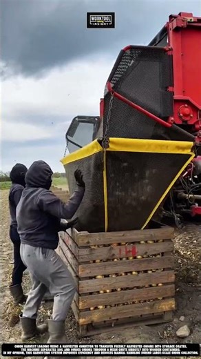 This Looks So Fast Onion Loading Machine #harvesting