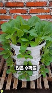 How to create a vegetable garden in a small balcony using just one burlap sack #diy #gardening