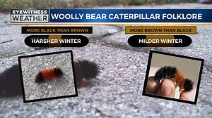 The Woolly Bear Caterpillar folklore