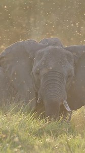 When you’re in search of an African safari to fulfill all your dreams, you’ll find it in Botswana. Africa’s largest elephant herds, hundreds strong, roam the savannas. Hippo and crocodile crowd the marshy channels of the Chobe River. Buffalo, giraffe, zebra and antelope thrive in the Okavango Delta. When they’re not on the hunt, lion prides laze in the shade of mopane trees, and leopards sprawl in the branches. This is one adventure you'll never forget. We hope to see you out there... nathab.com