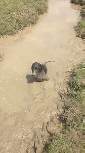Robbie the #CockerSpaniel is a legend! :-D Spaniel Mud Puddle Chasing Mum = BEST DAY EVER! | Pets UK