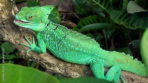 Beautiful male plumed basilisk (Basiliscus plumifrons) basking in a tropical environment Stock Video