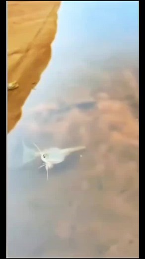 Prehistoric triops, a tadpole shrimp that’s existed for hundreds of millions of years, were spotted in Arizona #ancient #animals #prehistoric #triops #fypシ゚viral #foryou #fy #fyp #fypp #parati #arizona #AZ #fossil #shrimp #ancientcreature #ancientanimals