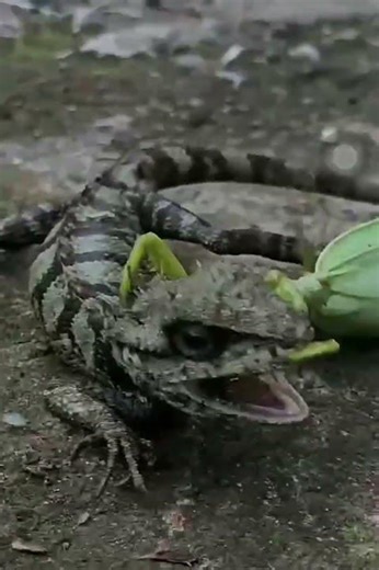 Mantis vs Gecko: The Ultimate Battle! #prayingmantis #animalbattle