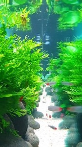 129K views · 3.1K reactions | Aqua Rebell Aquarium as a privacy screen at a vet ‍⬛ Treatment room in front and laboratory behind. Indirect LED lighting, including chamber filter system in the aquarium and permanent water supply #vet #vetlife #vetmed #roomdivider #interiordesign #roomdesign #aquascaping #aquarium #design #livingroom #roominspiration #kitchendesign #kitchen #livingroom #aquariums #aquascaping | Oliver Knott | Facebook