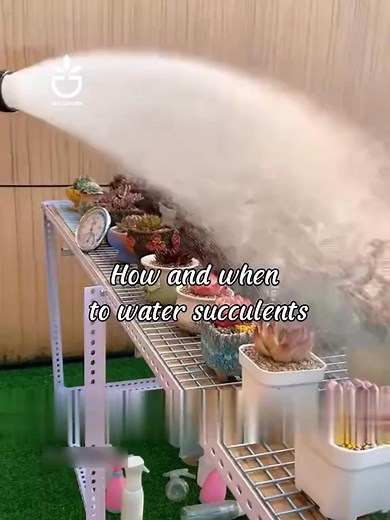 How and When to Water Succulents #succulent #succulentcare #succulenttips #succulentgarden #viral | MY OWN Garden | Facebook