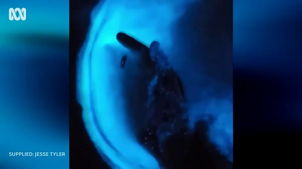 VIDEO: Bioluminescence at Coffs Harbour Marina