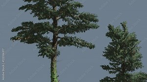Two White Firs Top and Trunk Coniferous Evergreen Trees Are Swaying at the Wind Blue-Green Needle-Like Leaves on the Tree Abies Concolor Animation