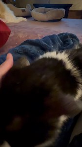 2K views · 64 reactions | Merlin's Hope: Ragdoll Rescue on Reels | Facebook