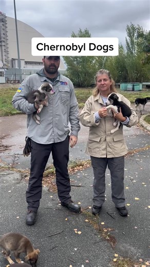 TikTok - Make Your Day