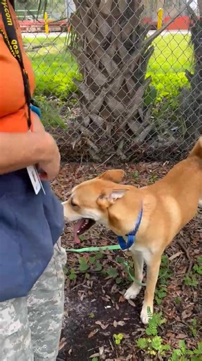 7K views · 187 reactions | Crackers is SAFE with Rebels Rescue, Inc....