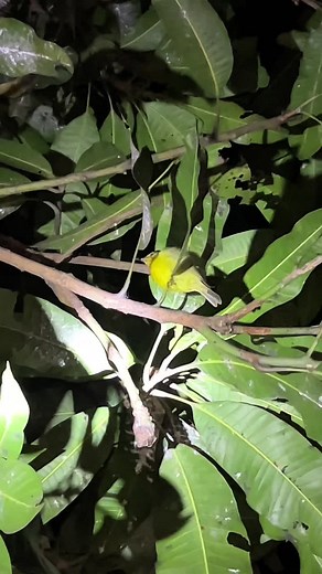 Mudahnya Burung Kutilang di Malam Hari