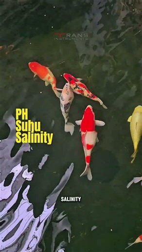 3 Hal ini bisa bikin ikan koi kalian M4t1! Nomer 2 bikin kaget! #ikankoi #koifish #koilokal #koi