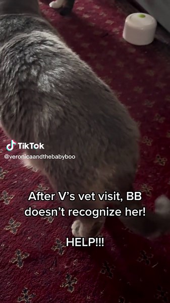 Veronica's Unusual Behavior After Sister's Vet Visit