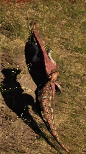 Pachy Vs Dilo | The Isle Evrima #theisle #evrima