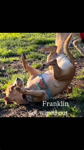 Chris on Instagram: "It’s Franklin the chihuahua basenji mix! Franklin is 2 years old and loves playing with any dog who’s game. He took a little spill thanks to an accidental body check from Ellie, but you can’t keep a good dog down! He got back on his feet, no worse for wear. #chihuahua #basenji #chisenji #dogpark #dogphotography #animalphotography #dogoftheday #dogportrait #petphotography #petportrait #dogvideo #dogreels"