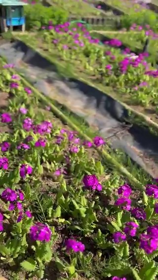🌸浮間さくら草祭り浮間ヶ原桜草圃場へ🌿可憐な桜草が咲き誇っています✨昭和37年に結成された浮間ヶ原桜草保存会の皆さんが、1年を通じて丹精込めて育てた ￼桜草です🌸その思いが詰まった花々が、こうして毎年春に咲くことに感動します💐浮間小・西浮間小の子どもたちが育てた鉢植えも展示中🪴地域みんなで守り育てる、浮間の誇りです☺️ぜひご覧ください🙏📅一般公開は4月25日（金）まで🕙午前10時〜午後3時（最終日は午後2時まで）#浮間さくら草祭り #桜草 #浮間ヶ原桜草保存会 #北区 #浮間