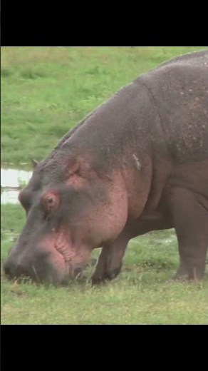 "Unbelievable Hippo Poop Facts: What You Didn't Know About Their Fascinating Droppings!"