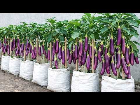 Old Bags, Big Eggplants: A Eggplants Growing Trick That Yields Tons of Harvest Every Year