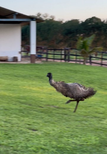 Emu Running and Playing: A Fun Animal Adventure