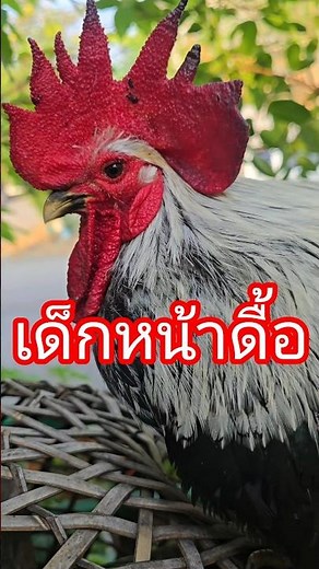 เด็กหน้าดื้อ #ไก่แจ้ของป้อนข้าว #chicken #ไก่แจ้ #ayam #ไก่แจ้สวยงาม #ป้อนข้าวข้าวป้อน
