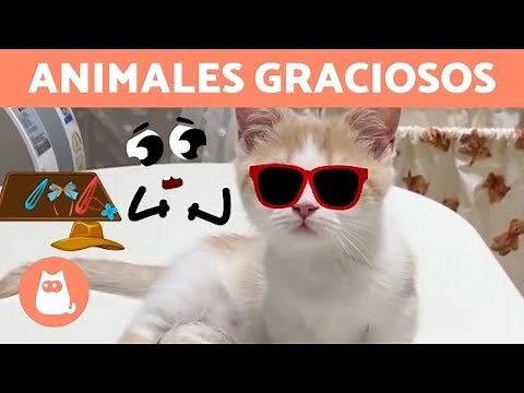 PERROS y GATOS DIVERTIDOS jugando con OBJETOS ANIMADOS 🐶🎈🐱