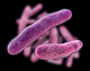 Shigella In CT: State Monitoring Drug-Resistant Stomach Infection