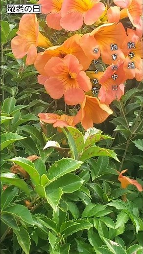 【敬老の日に、花をお届け☺️】散歩道の花たちを紹介‼️どんな状況でもキレイに咲く花から力をもらった🎵