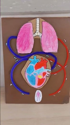La sangre y el aparato circulatorio 6° Primaria