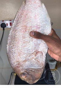High Protein Red Snapper & Chicken Meal Prep