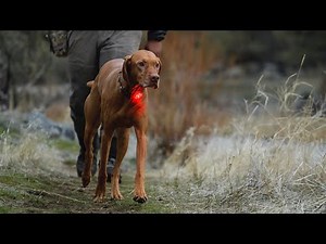 How To Operate The Ruffwear Beacon