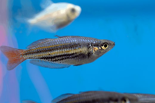 Why is my Zebra Danio so Fat and Bloated? Is it Pregnant? – Pet Fish Online