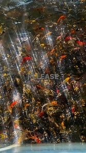 343K views · 4.1K reactions | Herbert Balaan Sampaga on Reels | Facebook