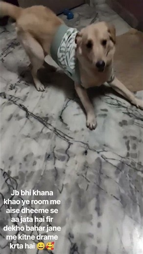 Coco ka drama dekho room se bahar nhi jata 😃🥰#goldenretriever #goldenlane #goldenlife