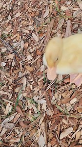Howard the #duck and mom taking a stroll. howard will live his life out here at the rescue. Howard is a rescue duck. Many times people get ducks at local feed stores and then don't want them anymore and then dump them. This? Is probably what happened to howard. Domestic ducks like howard do not survive in the wild. Pekin ducks Cannot fly to escape predators. | Little Bit Wildlife Rescue