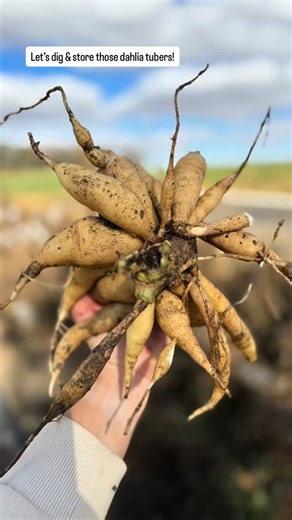 What to do with your dahlia tubers for winter… -Dig them up -Give them a wash -Look for any eyes - these are what will give growth for next year. No eye(s) means blind tuber - just toss those! All you need is 1 eye! -Store in vermiculite (what we prefer) & keep in a cool/dry spot #dahlias #dahliatubers | C&L Acres