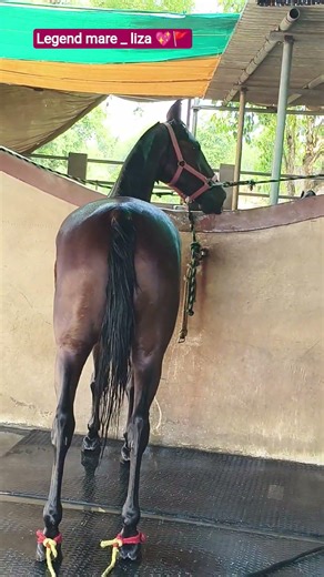 sire __ legend stallion hansraj 👑🚩 of pankaj gulati #horse #love #equestrian #follow #viral